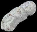 Fish Coprolite (Fossil Poo) - Kansas #49349-2